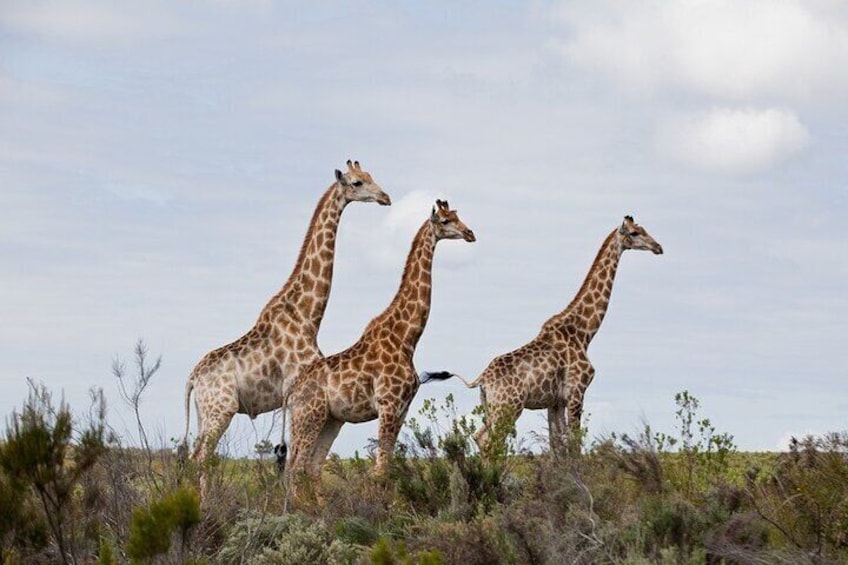 Full-Day Private Tour Aquila Game Reserve Big Five Safari 