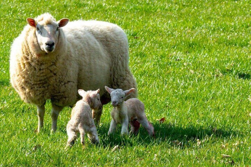 Welsh lambs
