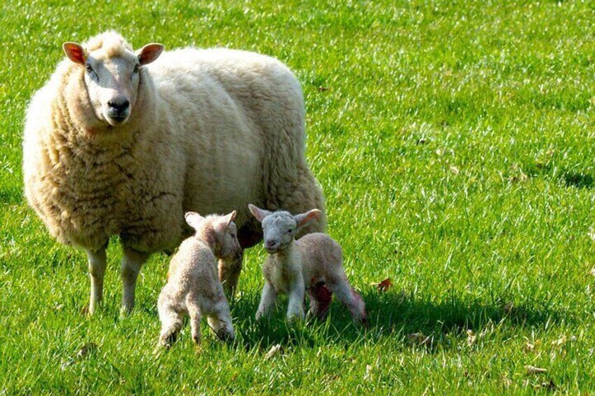 Welsh lambs