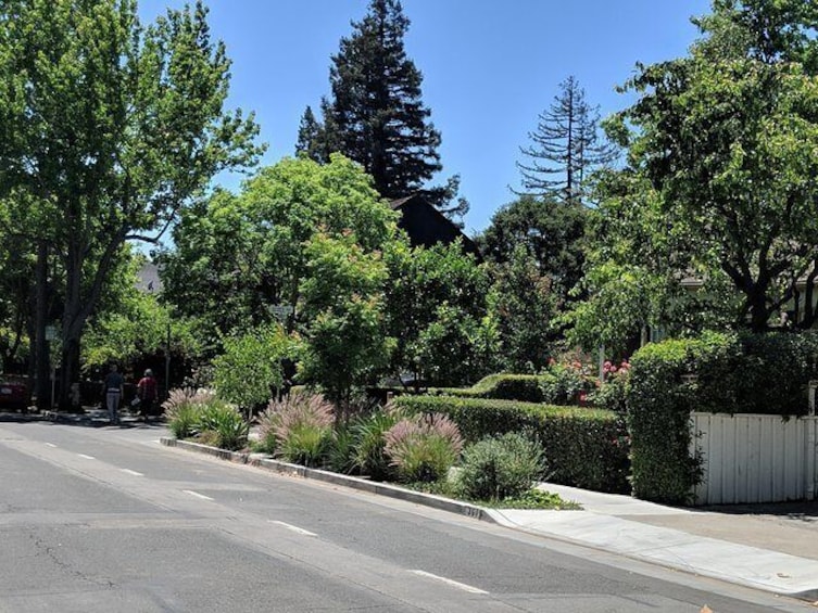 Palo Alto gardens
