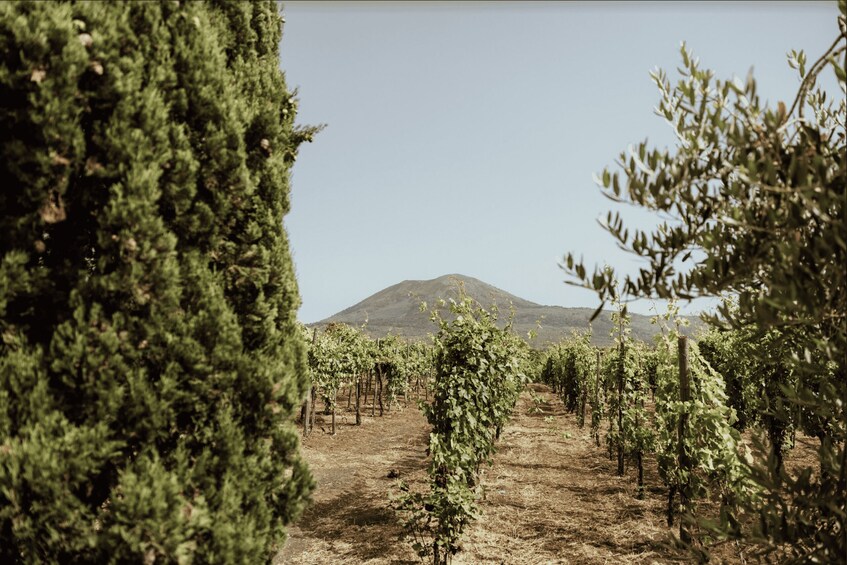 Picture 10 for Activity Mount Vesuvius: Vineyard Tour with Wine Tasting and Lunch