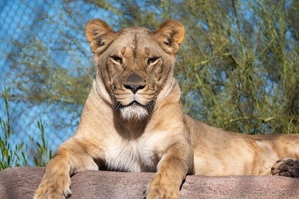 Eintrittskarte für den Zoo von Phoenix