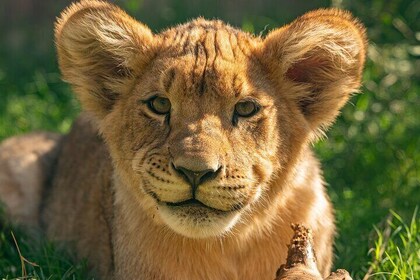 フェニックス動物園入場券