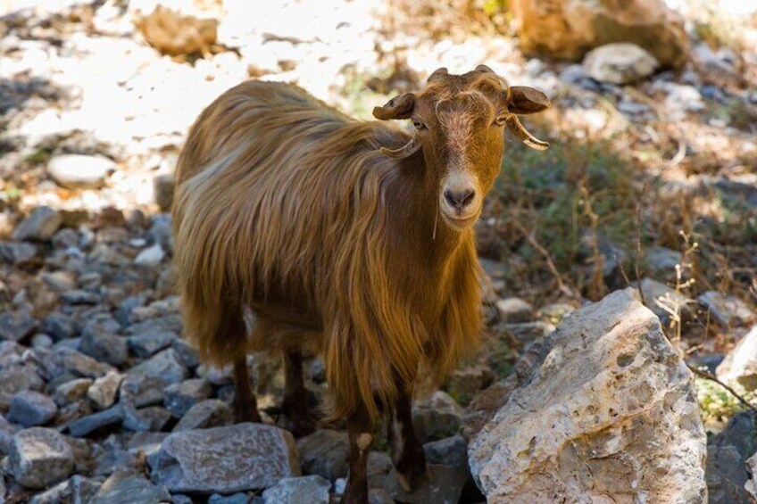Imbros Gorge Adventure Day Trip from Chania 