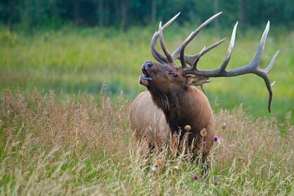 3/4 Day Rocky Mountain NP "Mountain to Sky+Bear Lake Rd" Tour - RMNPhotogra...