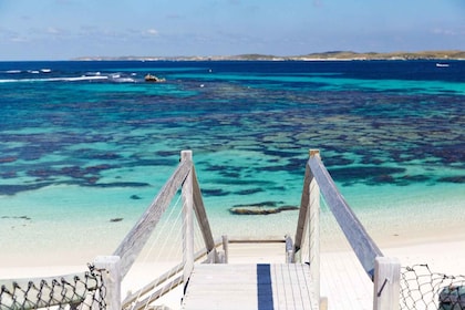 Depuis Perth : Ferry pour l'île de Rottnest et entrée