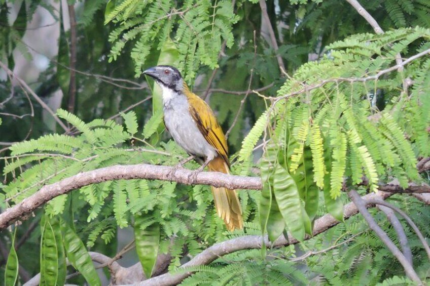 Small-Group Birdwatching Sian Kaan with professional guide
