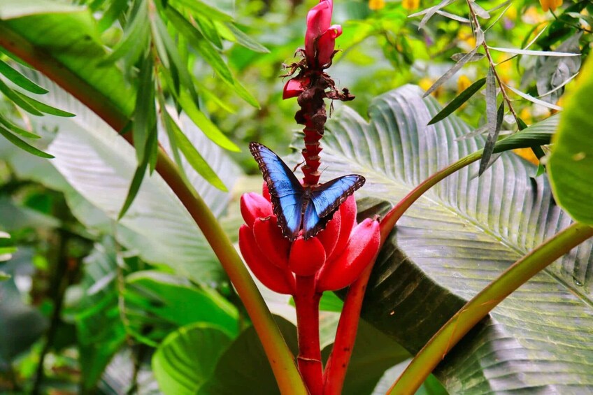 Monteverde Hanging Bridges, Sloth & Butterfly Garden