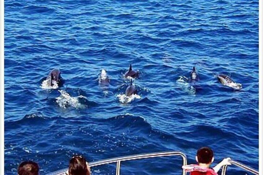 Yilan Whale and Dolphin Watching