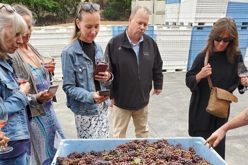 Admiring freshly harvested grapes