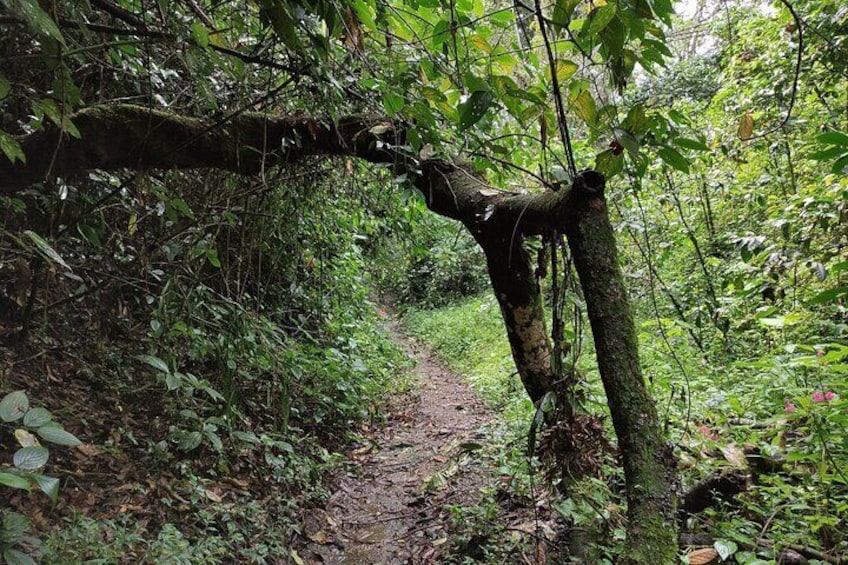 Following the old train tracks