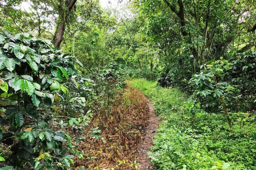 path through nature