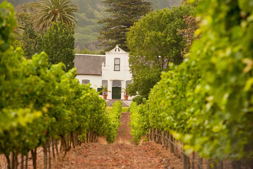 Picture 2 for Activity Cape Town: Half-day Private Wine Tour