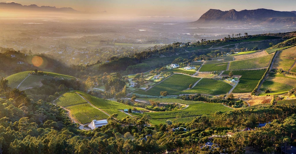 Cape Town: Half-day Private Wine Tour