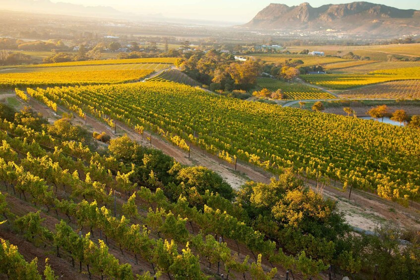 Picture 1 for Activity Cape Town: Half-day Private Wine Tour
