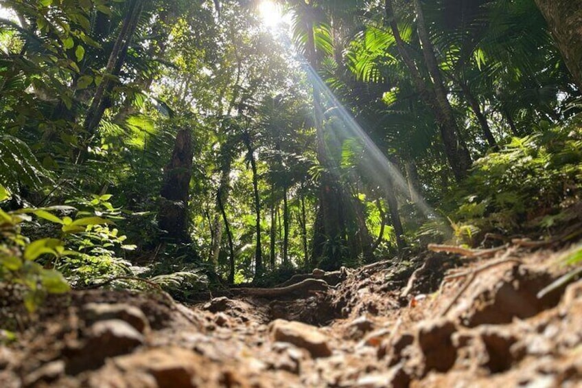 Sun Rays through the trees' capnoy 