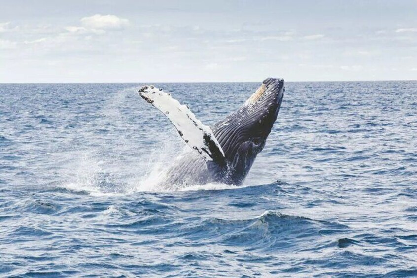 Dolphin and Whale Watching on the West Coast of Mauritius