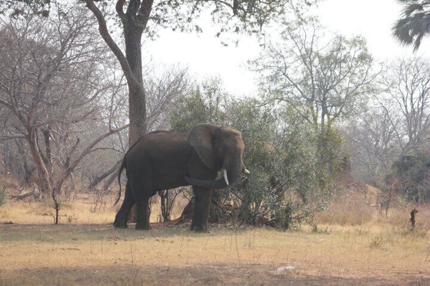 Full-Day Private Chobe Trip Botswana