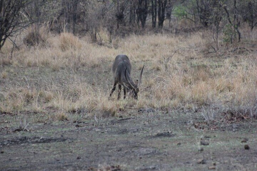 Full-Day Private Chobe Trip Botswana