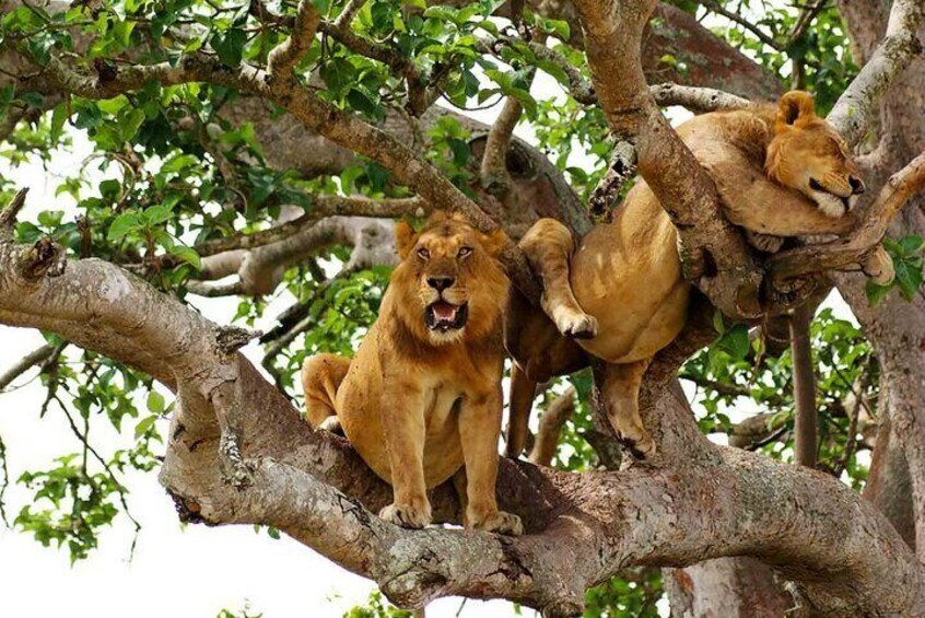 5-Day Private Guided Gorillas and Wildlife Safari Tour