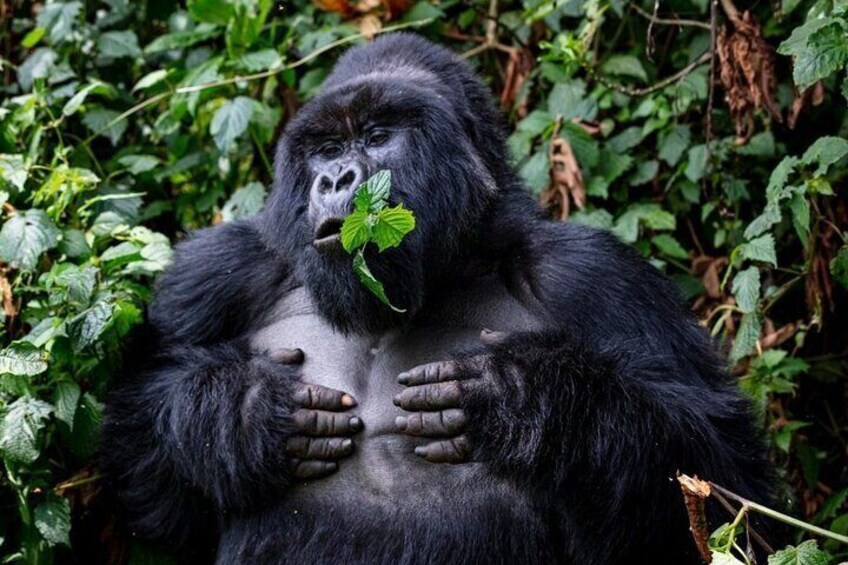 5-Day Private Guided Gorillas and Wildlife Safari Tour