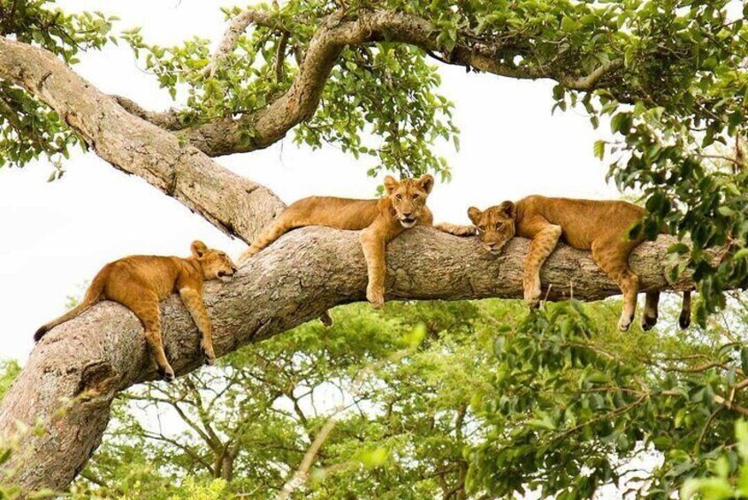5-Day Private Guided Gorillas and Wildlife Safari Tour