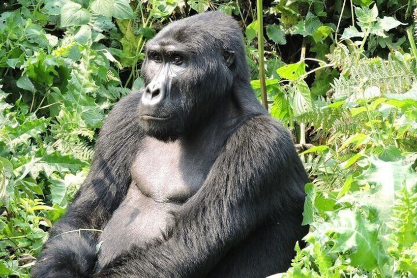 5-Day Private Guided Gorillas and Wildlife Safari Tour