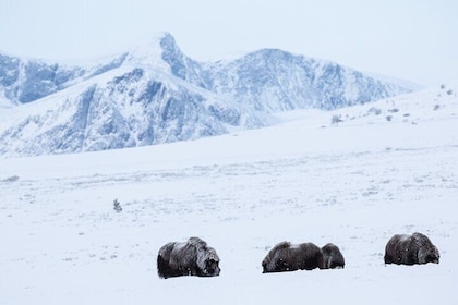 Winter Musk Ox Safari in Dovrefjell