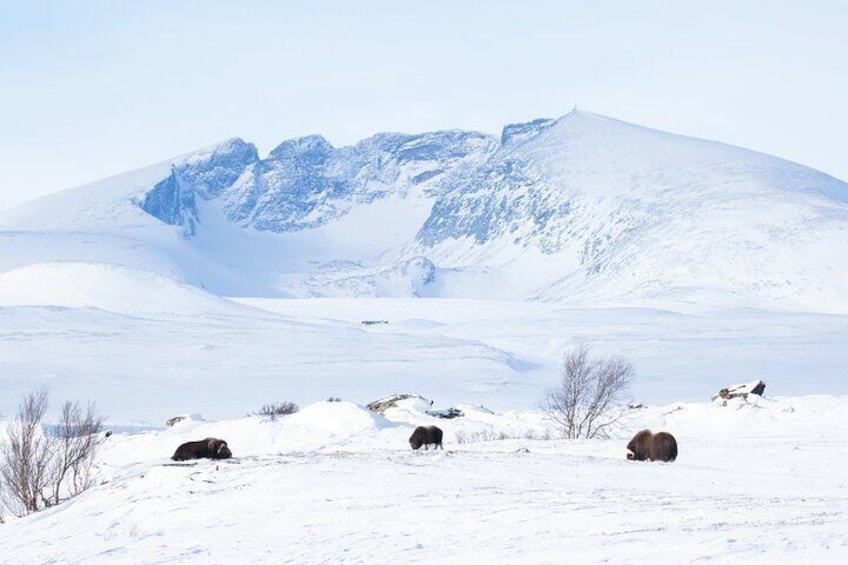 Winter Musk Ox Safari in Dovrefjell