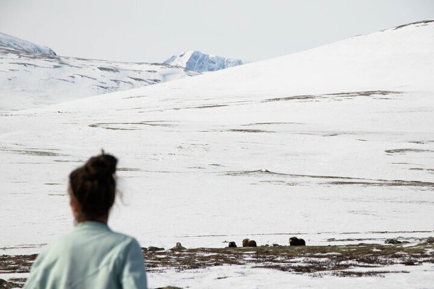 Half-Day Tour Musk ox safari in Hjerkinn