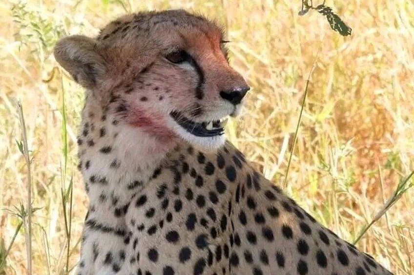 Day trip safari to mikumi national park
