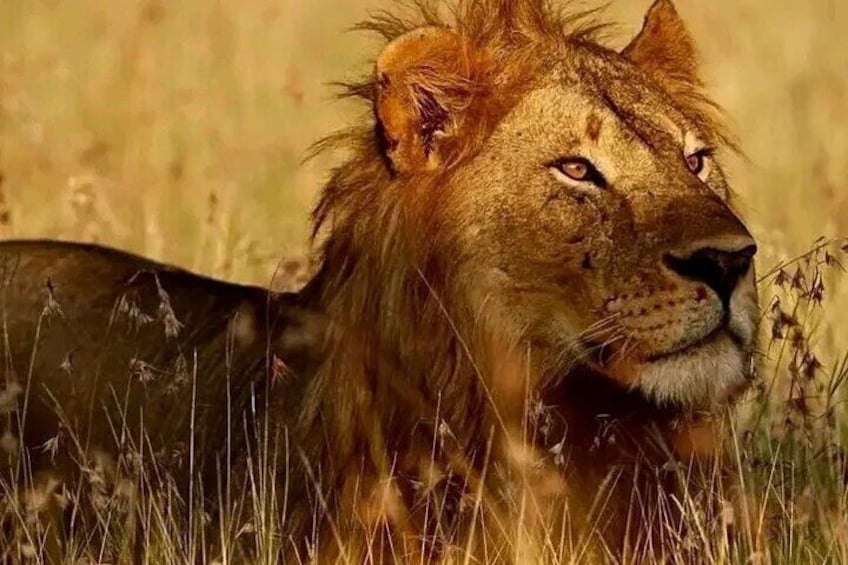 Day trip safari to mikumi national park