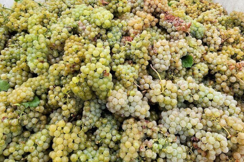 Summerland Wine Tour - Private Full Day, Okanagan Valley, British Columbia