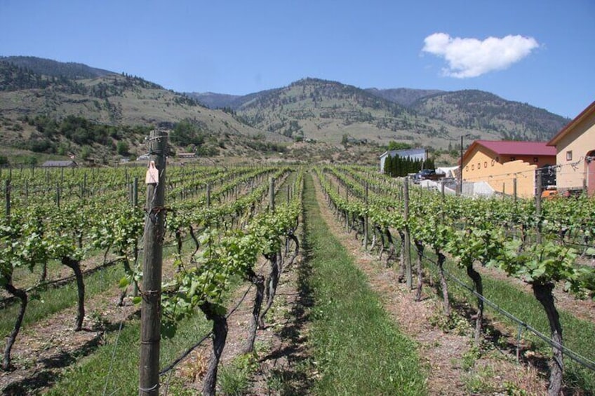 Oliver & Osoyoos Private Wine Tour - Half Day