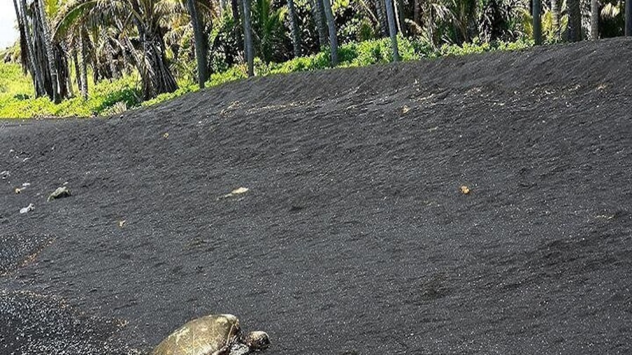 Hawaii Volcanoes National Park Experience