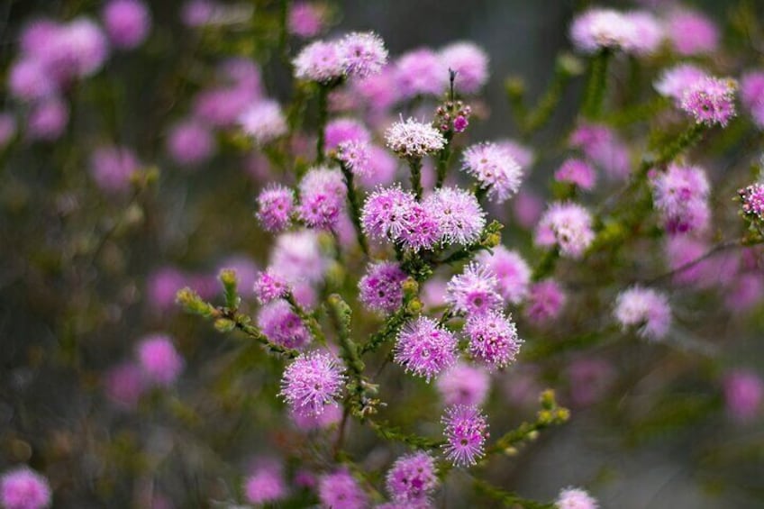 Wildflowers everywhere, in all seasons