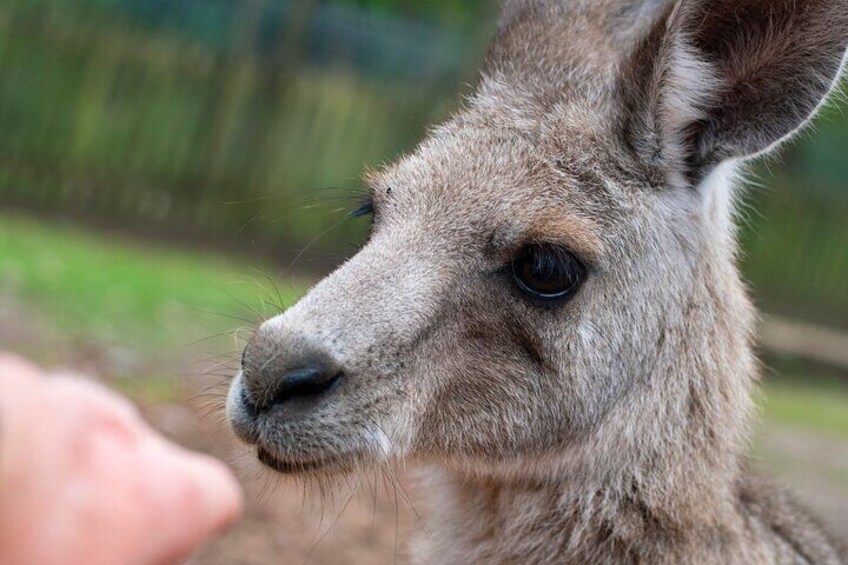 You can't get any closer than this to your favourite Aussie animals