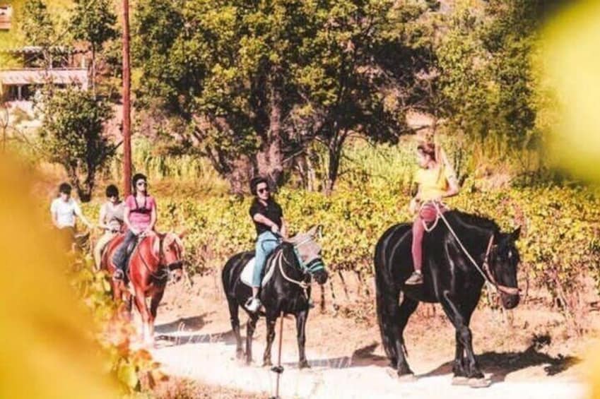 Horse riding Grimaud