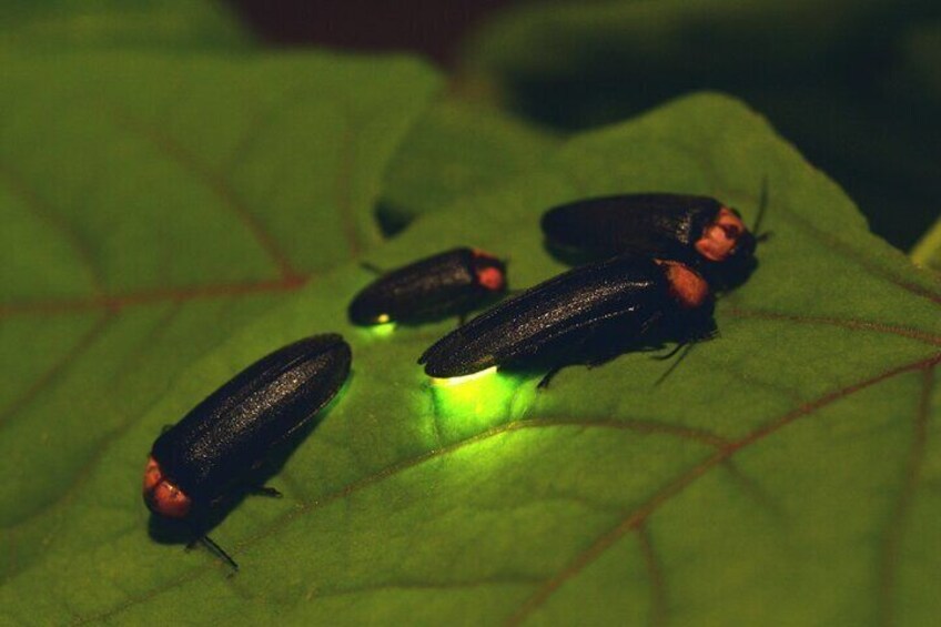 Nighttime Forest Firefly Hike