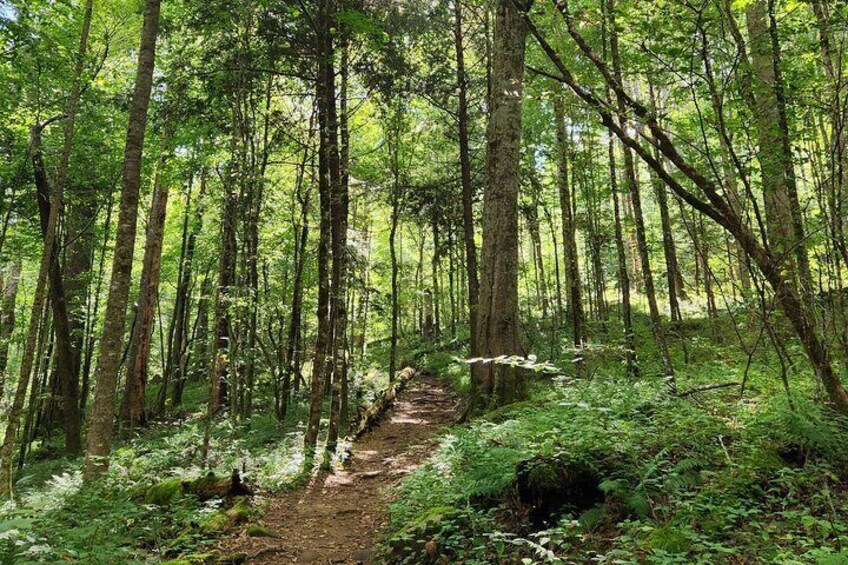 Nighttime Forest Firefly Hike