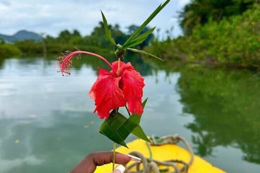 Dominica Indian River Discovery (Includes Lunch)