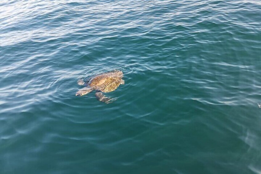Tortoise