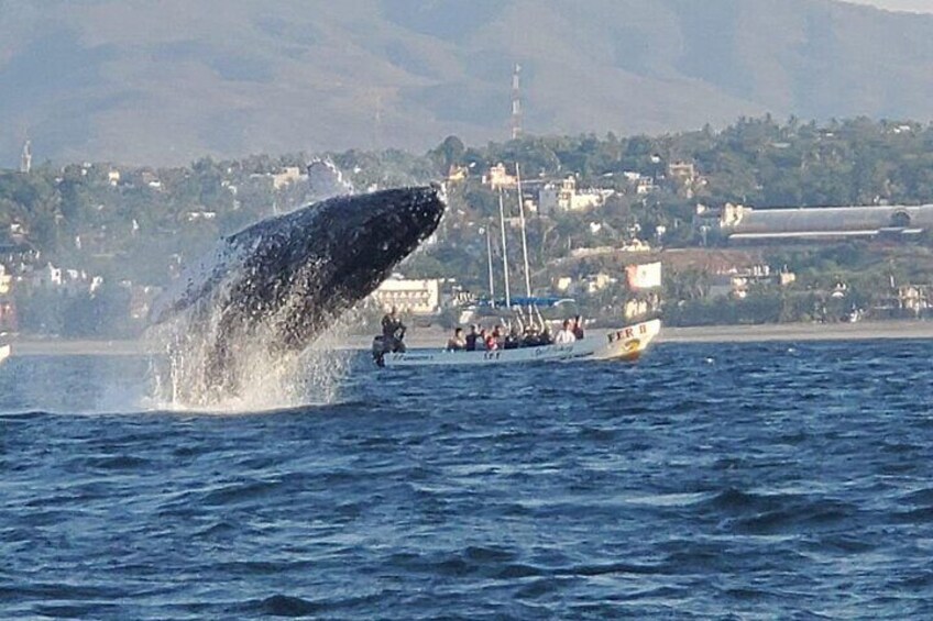 Humpback Whale