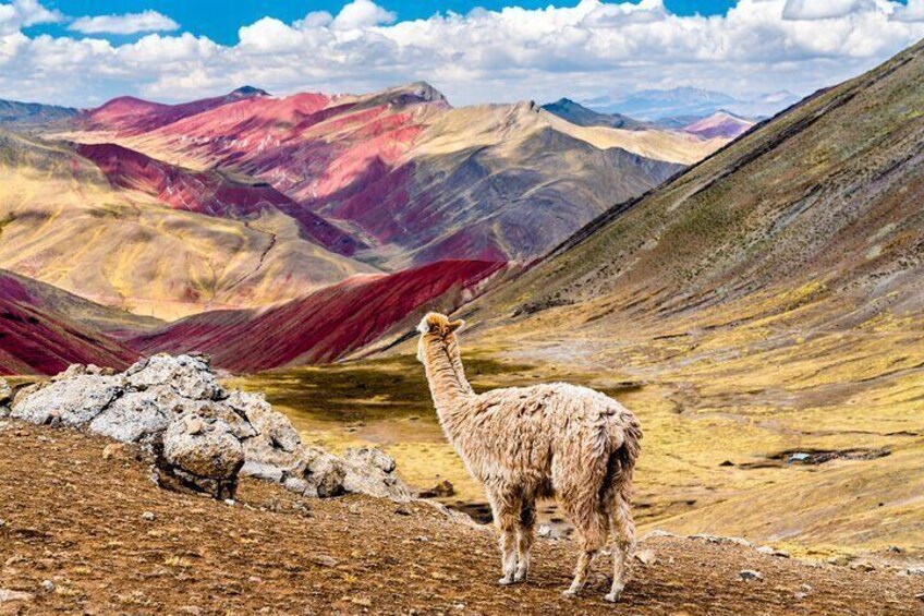 Full-Day Guided Tour to Palccoyo Rainbow Mountain