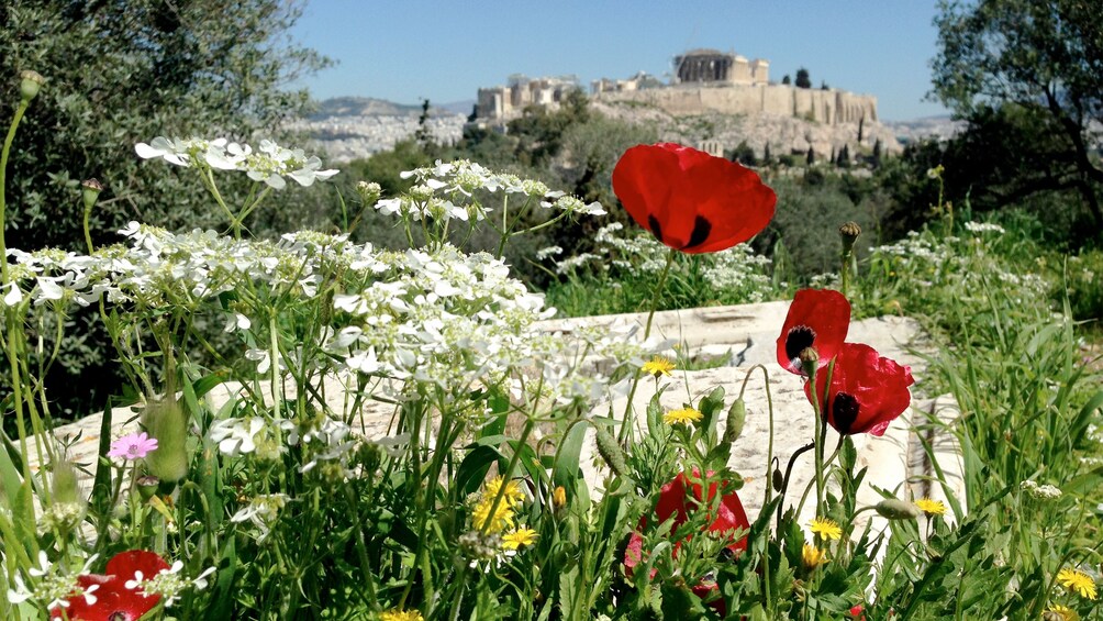Close view of the flowers on the Acropolis & Ancient Agora Tour