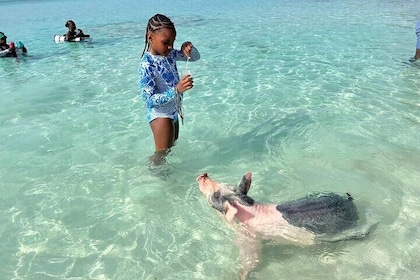 Rose Island Private Beach: Swimming with the Pigs