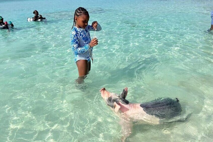 Rose Island Private Beach: Swimming with the Pigs