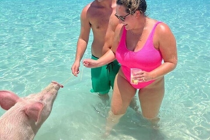 玫瑰島私人海灘：與豬一起游泳