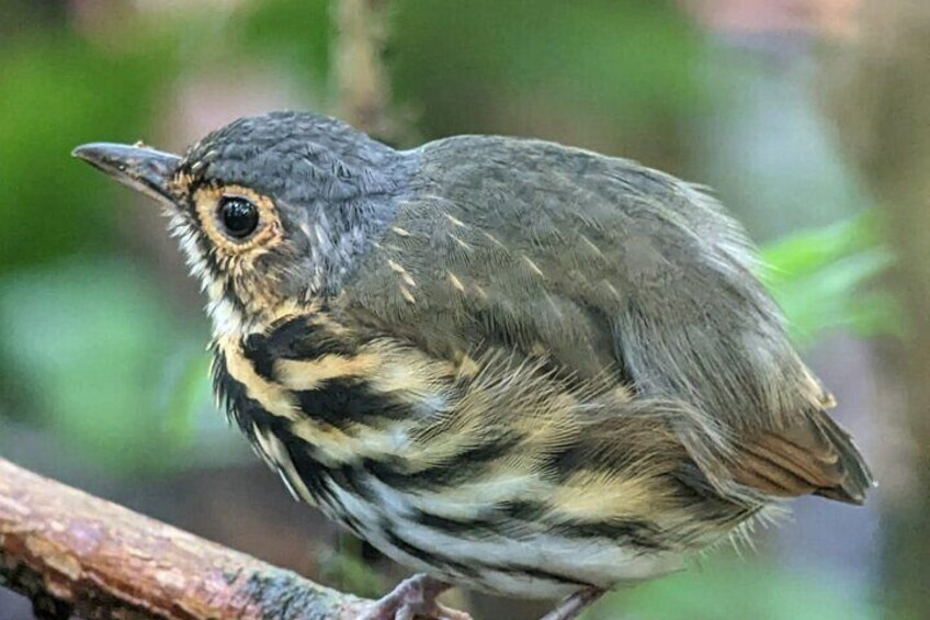 Uvita Bird Watching Oro Verde