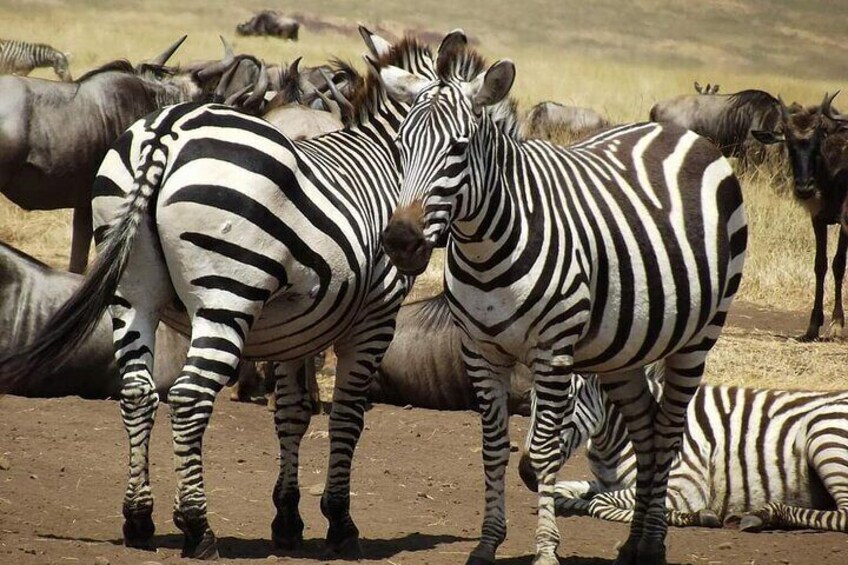 Joining Safari three days from Mwanza Joining Safari three days from Mwanza